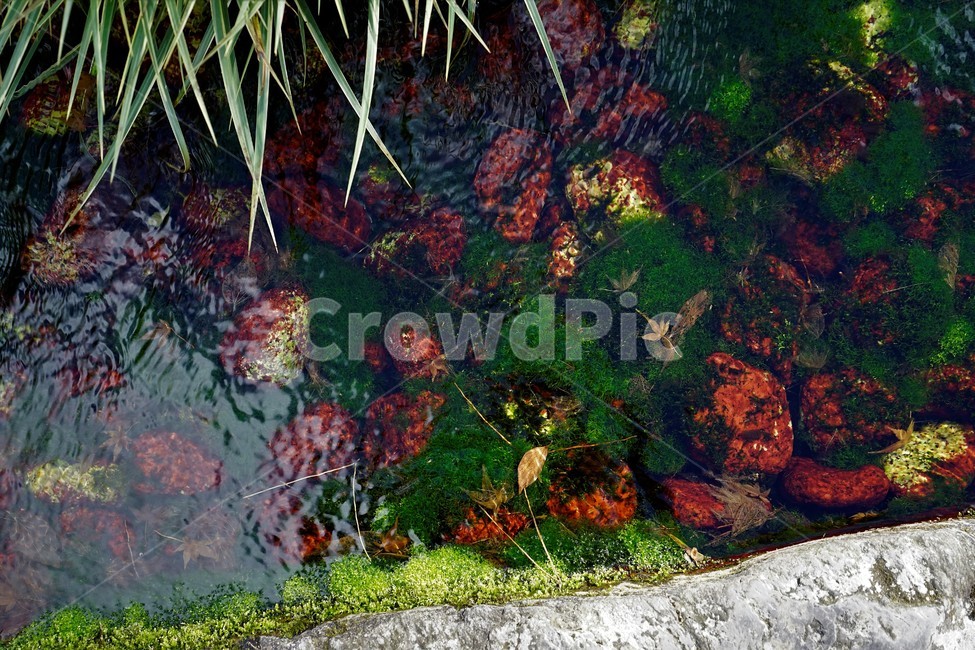 물이끼,자연,식물,공원,물,bogmoss,식물,자연,plants,nature