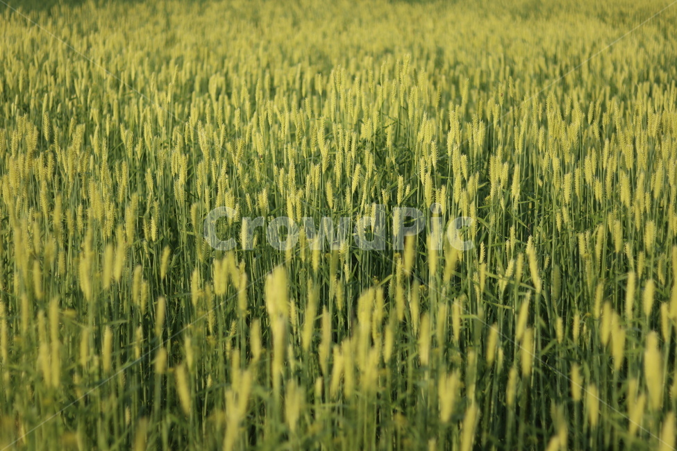 청보리,녹색,들판,봄,맑음,자연,풍경,nature,landscape,한국자연풍경,한국자연경관,korea nature landscape,식물,plants,plant,grass,잔디,produce,생산액,food,음식