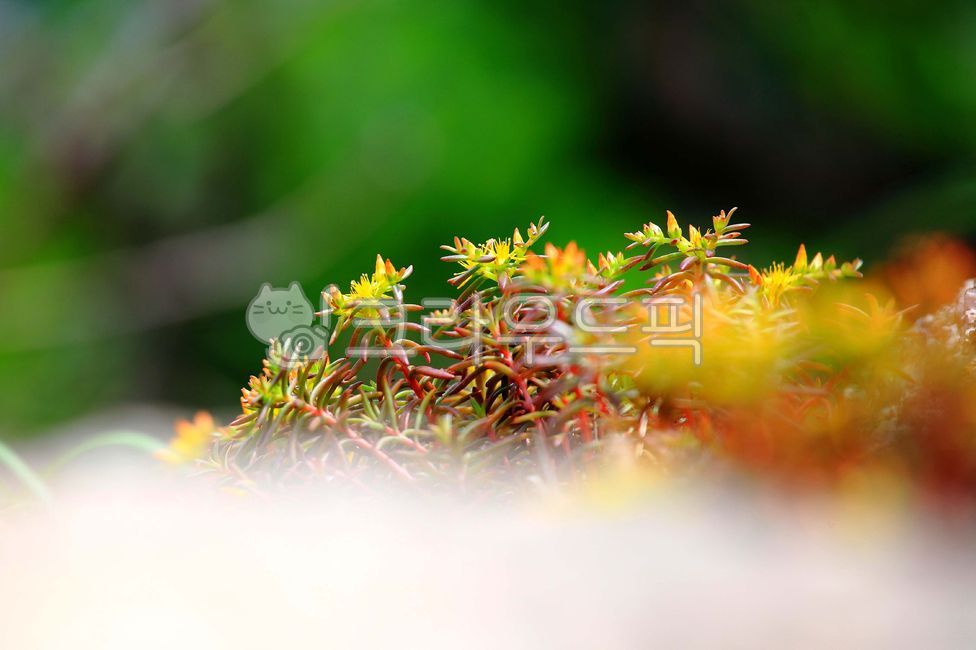 여름 꽃 배경