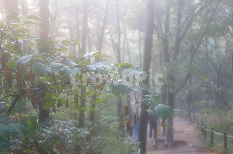 아차산,등산,숲,나무,산길,등산로,공기,초록색,식물,용마산,등반,자연,풍경,nature,landscape,weather,날씨,outdoors,옥외,tree,plant