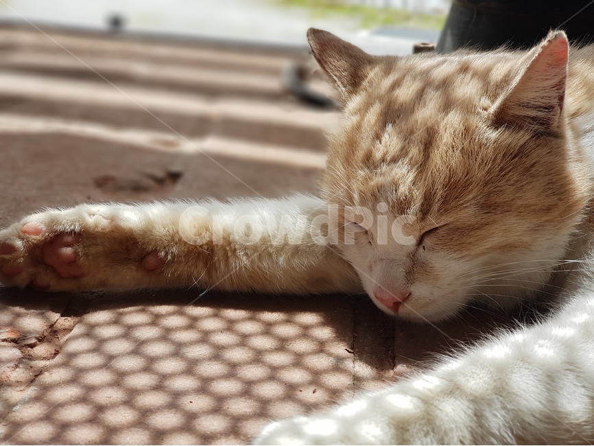 고양이,길고양이,동물,포유류,한가함,누워있는사진,무늬,털,야생,클로즈업,확대,cat,고양이눈,꼬리,발,그루밍,일상,마당,귀여운,cute,animal,mammal,kitten,kitty,동물,animal,포유류,mammal,고양이,cat,kitten,kitty