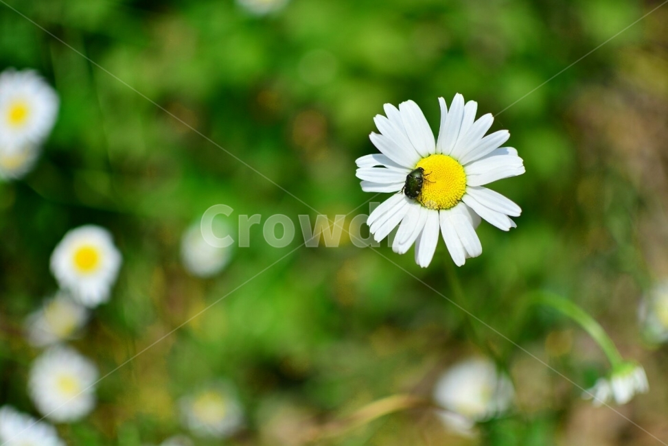 개망초,꽃,풍경,자연,계란꽃,식물,plants,nature,flower,감성,감정,sensible,feeling,emotion,animal,벌레,insect,bug,곤충,풍뎅이,배경,백그라운드,칼라,컬러,컬러풀,야생화,구절초,식물,자연,plants,nature,꽃,flower,동물,animal,곤충,벌레,insect,bug