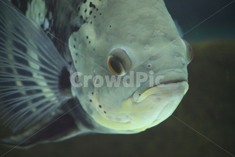 물고기,담수어,열대어,동물,fish,tropicalfish,동물,animal,어류,물고기,fish