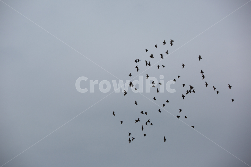 새,새떼,자연,동물,bird,animal,동물,animal,조류,새,birds