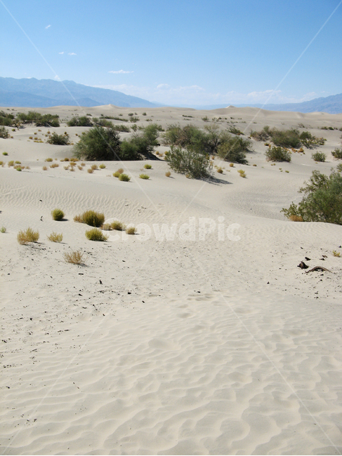 모래,사막,여름,hot,desert,sand,수풀,더위