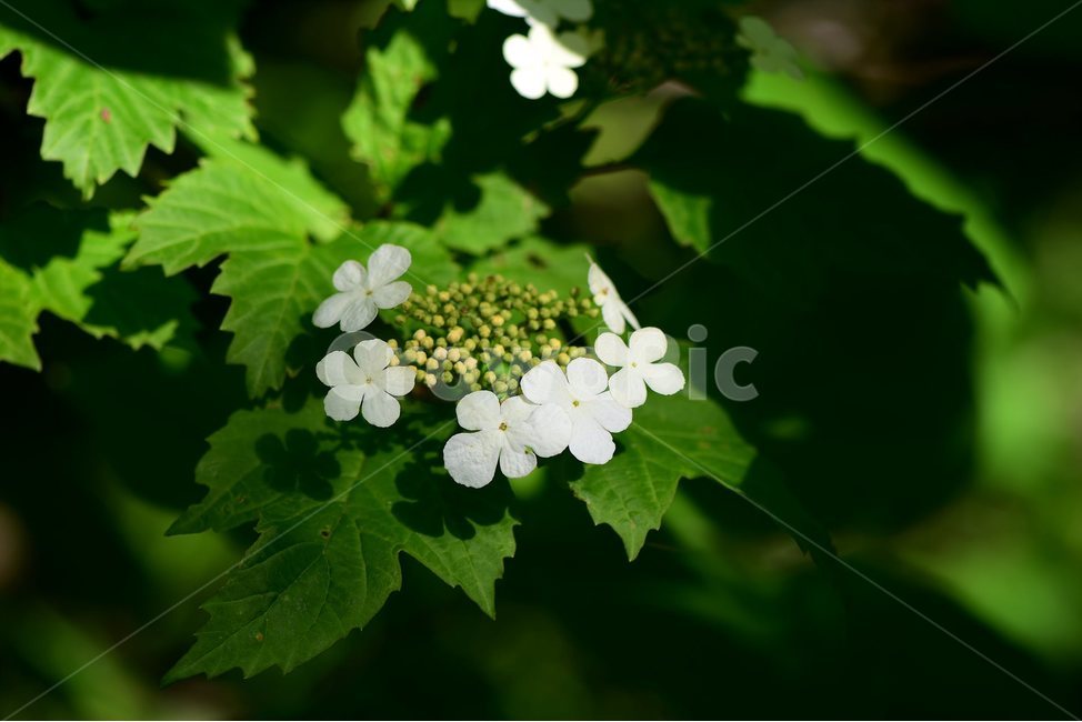 백당나무,야생화,꽃,식물,자연,생태,플라워,flower,plants,nature,식물,자연,plants,nature,꽃,flower