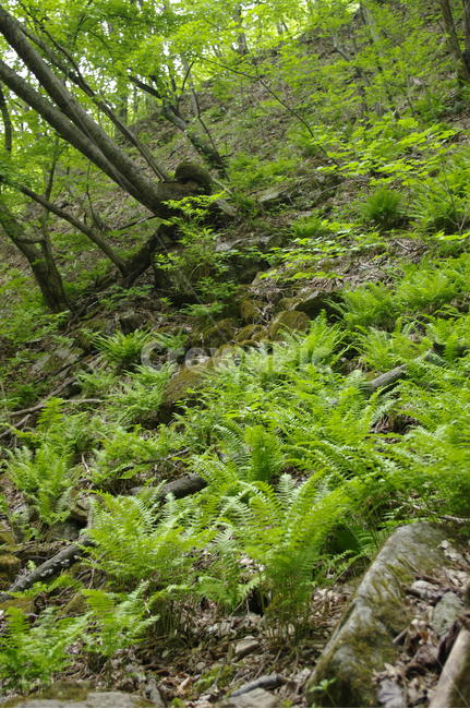 산,숲,나무,식물,초록,자연,풍경,nature,landscape,plant