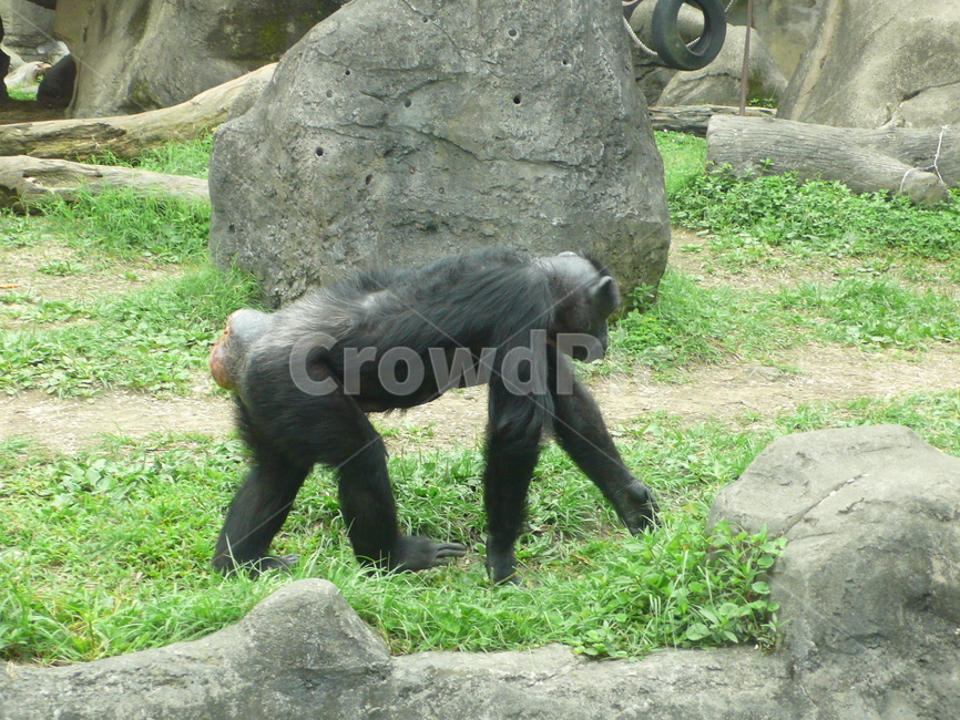 침팬지,동물,자연,chimpanzee,나무,zoo