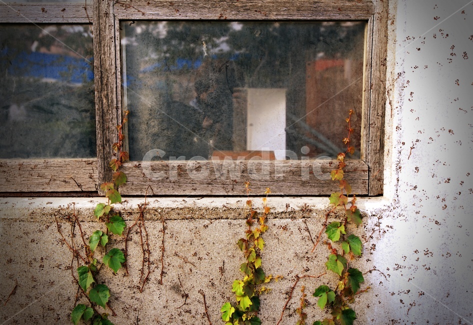 plant,식물,유리창,창문,덩굴,오래된집,빈집