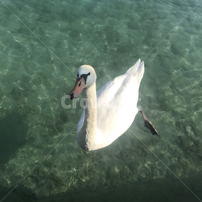 호수,오리,하얀,외국,근접,동물,animal,조류,새,birds