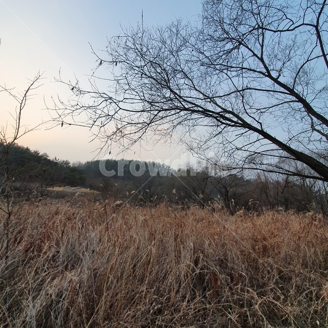 plant,식물,tree,나무,나무줄기,treetrunk