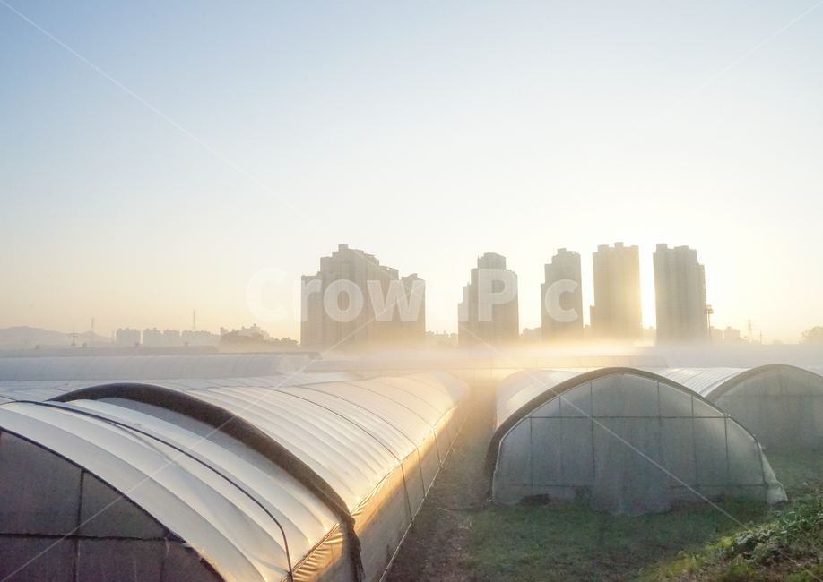 비닐하우스,농사,시설,농업,작물,온실,안개,새벽,여명,산업,industry,industrial,농업,농사,agriculture,farming,farming industry