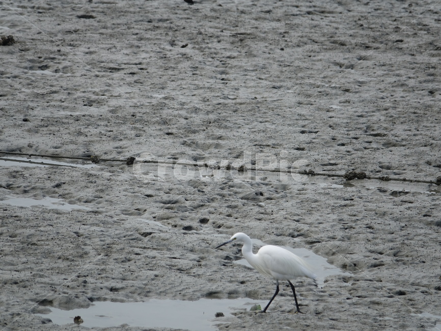 백로,bird,새,물새,waterfowl,갯벌