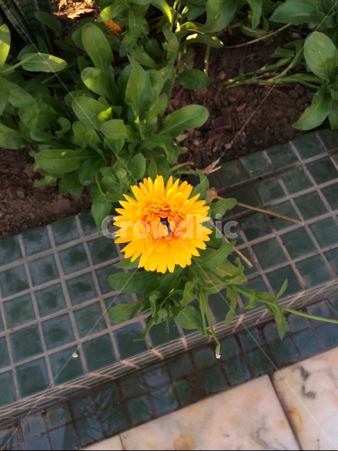 아프리카,꽃,아프리카꽃,화단,모로코