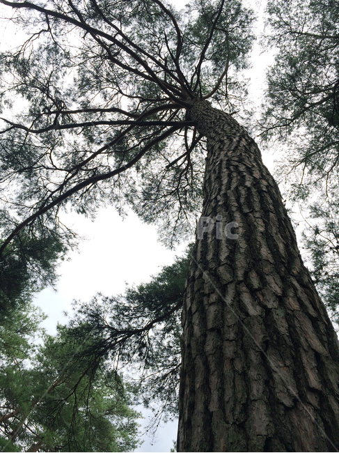 소나무숲,소나무,나무,자연,소나무껍질,식물,자연,plants,nature,나무,trees,wood