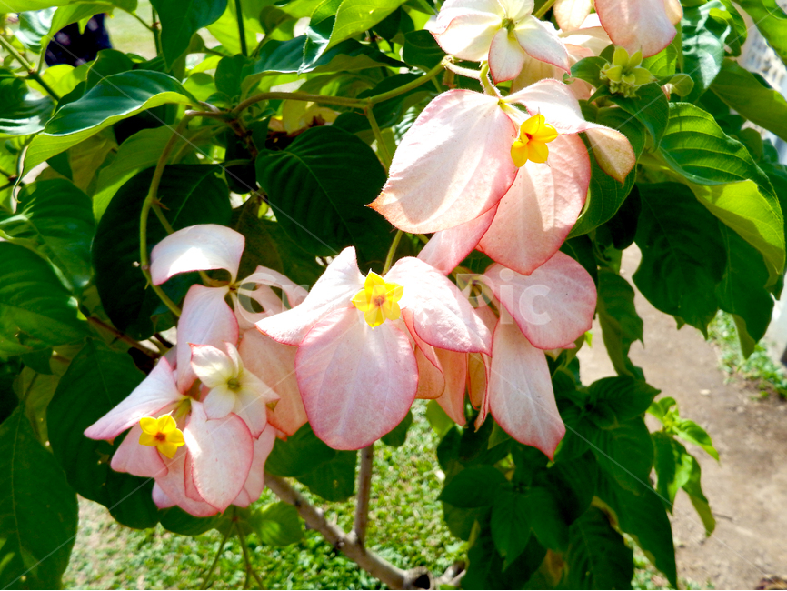 꽃,플라워,자연,분홍색,초록색,식물,자연,plants,nature,꽃,flower