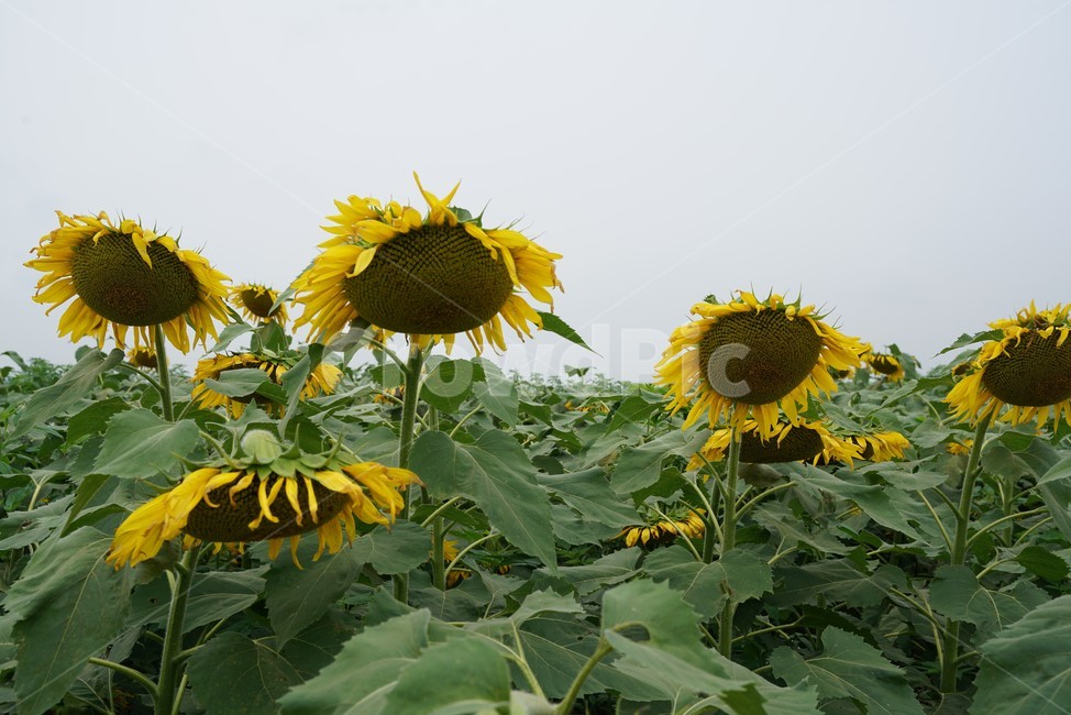 해바라기,국화과,식물,해바라기꽃,두상화,규화,항일화,sunflower,식물,자연,plants,nature,꽃,flower