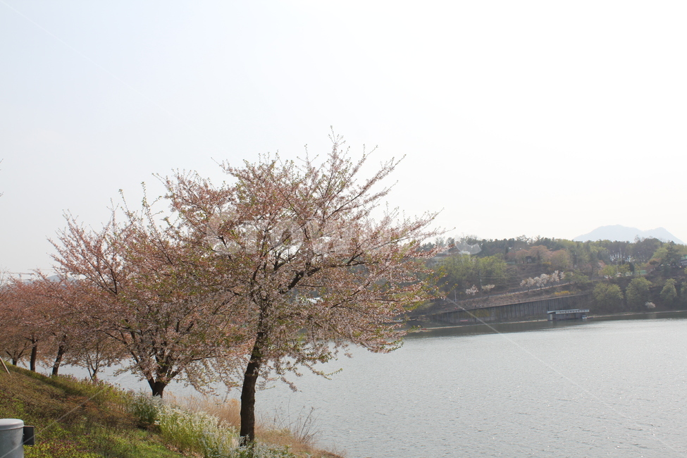 꽃,봄,식물,자연,풍경,자연,풍경,nature,landscape