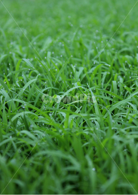 빗방울,wet,clean,closeup,drop,farm,field,fresh,grass,green,greenrice,grow,lawn,meadow,nature,nobody,outdoor,pattern,plant,rain,rice,spring,texture,water,waterdrop,초록색,물,녹색,그린,모,모내기,벼,싹,새싹,풀,잔디,풀밭,이슬,젖은,젖어있는,잔디밭,클로즈업,봄,비오는날,물방울,자연,블러,아웃포커스,포커스아웃,식물,농사,논농사,잎,잎사귀,나뭇잎,풀잎,식물,자연,plants,nature,비,비오는날,rain,rainy