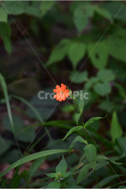 동자꽃,야생화,식물,자연,꽃,생태,힐링,플라워,wildflower,flower,plants,nature,season,감성,느낌,emotion,feeling,여름,오렌지색,여러해살이풀,석죽과,동자꽃속,식물,자연,plants,nature,꽃,flower