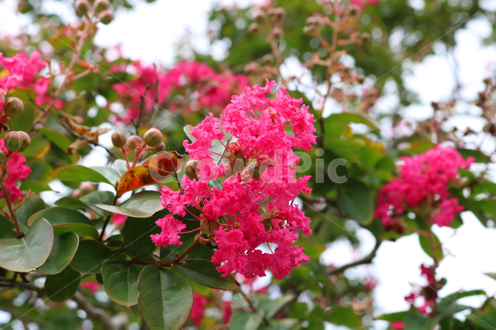 나무,배롱,배롱나무,배롱꽃,꽃,식물,식물,자연,plants,nature,꽃,flower