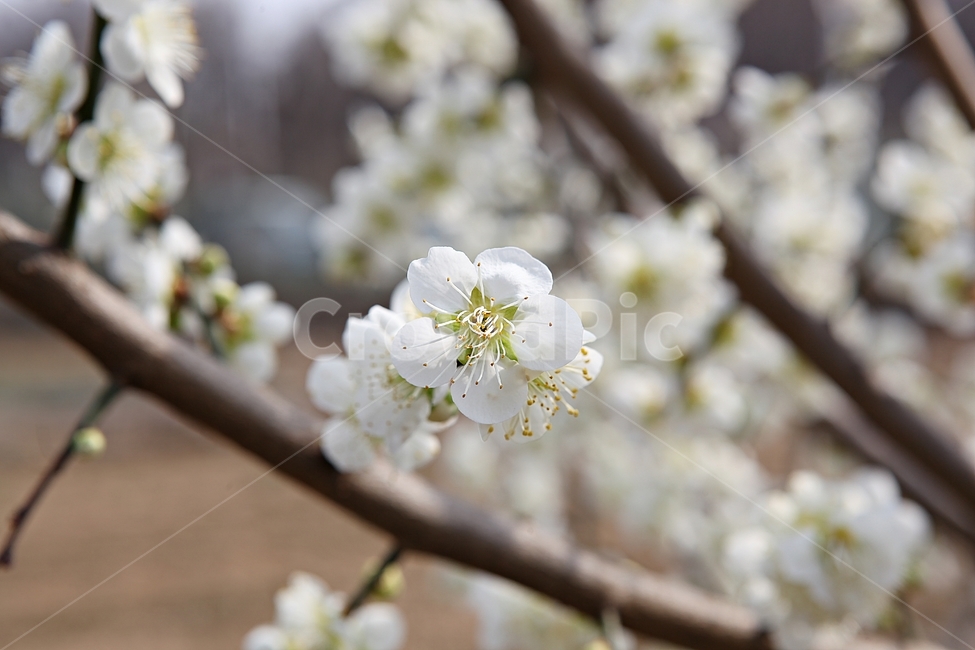 매화꽃,매화,꽃,꽃잎,봄꽃,봄,공원,식물,자연,식물,자연,plants,nature,꽃,flower