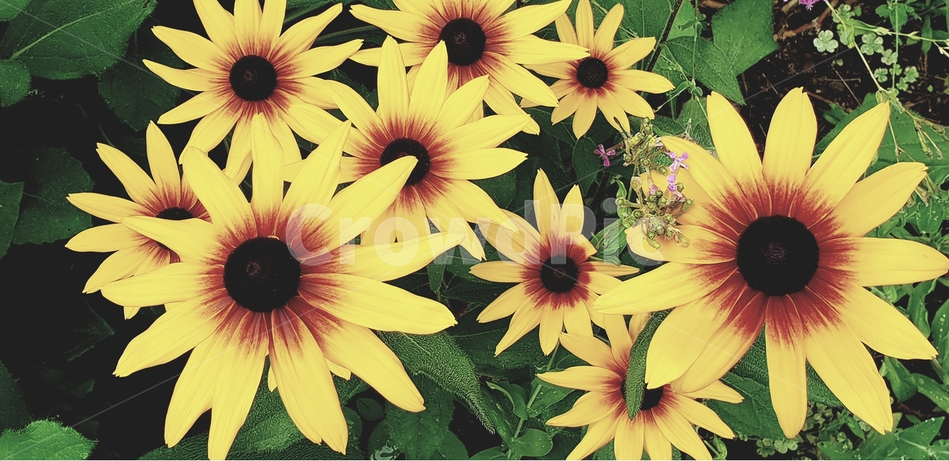 루드베키아,꽃,flower,노랑색,backgroundimage,배경이미지,다년생,여름꽃,자연,야생화,nature,배경,배경화면,색감,바탕,텍스쳐,질감,패턴,이미지,식물,자연,plants,nature,꽃,flower