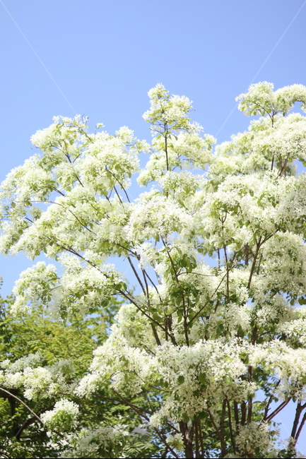 이팝나무꽃,흰색,봄,파랑하늘,맑음,식물,자연,plants,nature,꽃,flower