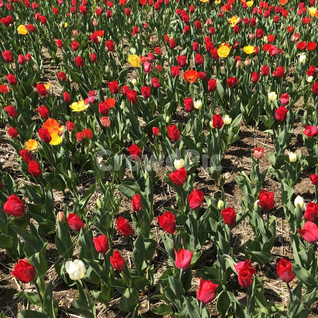 꽃,튤립,봄,빨강,노랑,봄,계절,spring,season,식물,자연,plants,nature,꽃,flower,plant,blossom
