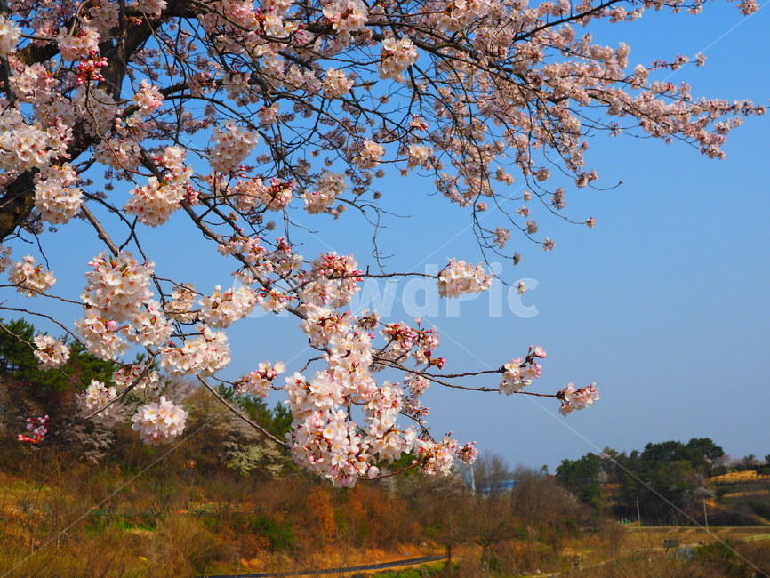 벚꽃,봄,분홍색,만개,싱그러움,따뜻함,맑음,벚꽃나무,spring,하늘,봄,계절,spring,season,자연,풍경,nature,landscape,plant,식물,flower,꽃,blossom