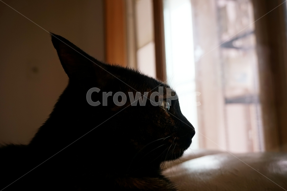동물,고양이,냐옹이,코리안숏헤어,코숏,동물,animal,포유류,mammal,고양이,cat,kitten,kitty