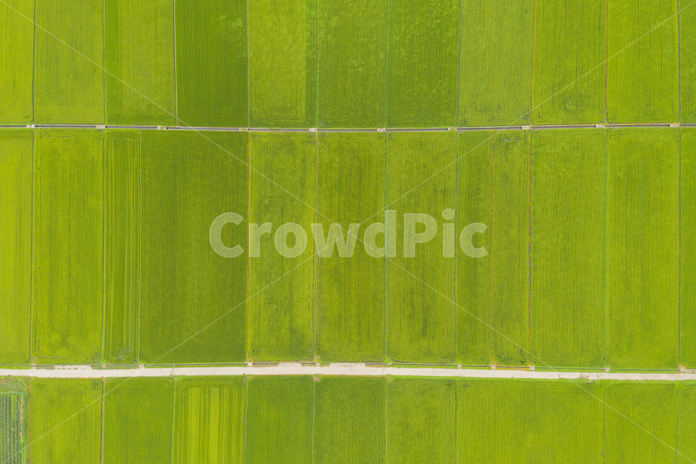벼,논,쌀,항공촬영,드론촬영,평야,농사,자연,농업,농업,농사,agriculture,farming,farming industry