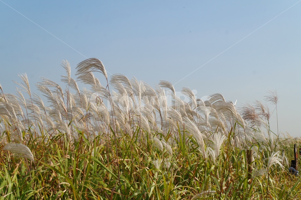 억새,갈대,가을풍경,하늘공원,가을,은빛물결,가을정취,데이트코스,산책길,가을,계절,fall,autumn,season,자연,풍경,nature,landscape,grass,잔디,plant,식물,lawn,reed