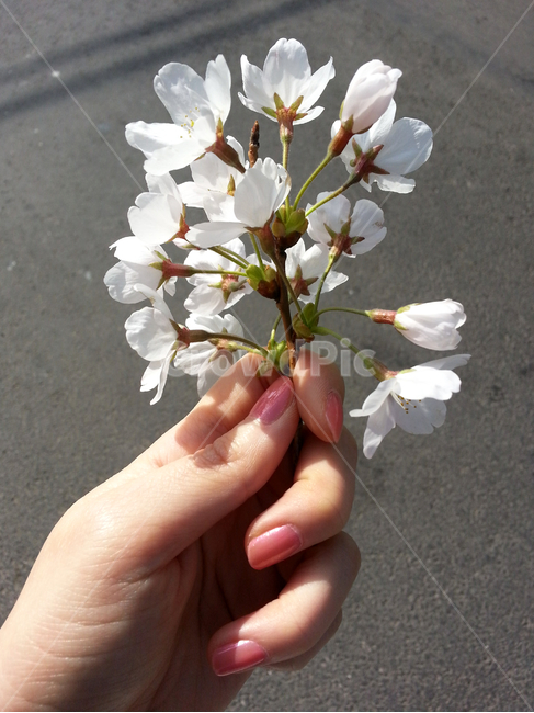 벚꽃,손,매니큐어,봄,꽃,봄,계절,spring,season,plant,식물
