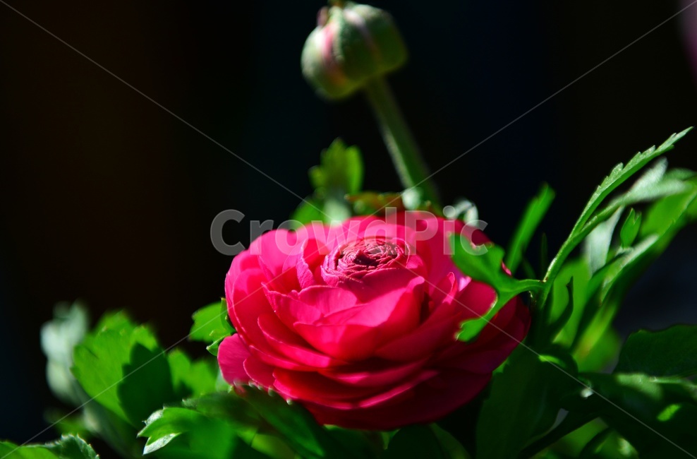 blossom,plant,식물,flower,꽃,봄꽃,공원,빨간꽃,라넌큘러스,꽃봉우리,식물,자연,plants,nature,꽃,flower