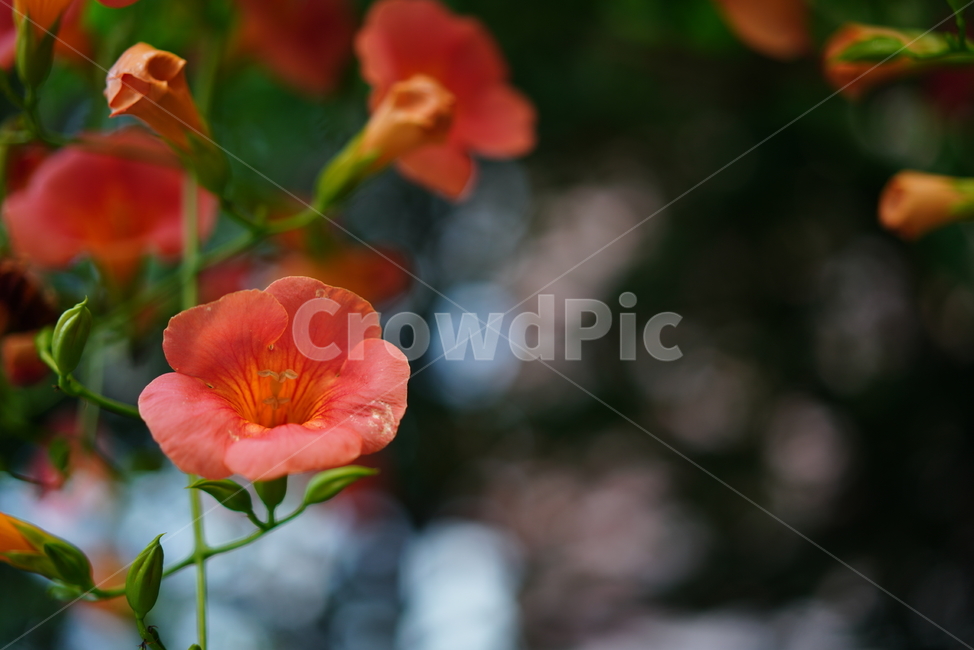 능소화,꽃,플라워,색감,주황,식물,생물,생명,flower,컬러,식물,자연,plants,nature,꽃,flower