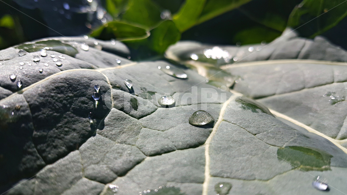 유채,빗방울,비,유채잎,식물,잎,leaf,plant,물방울,작은물방울,자연