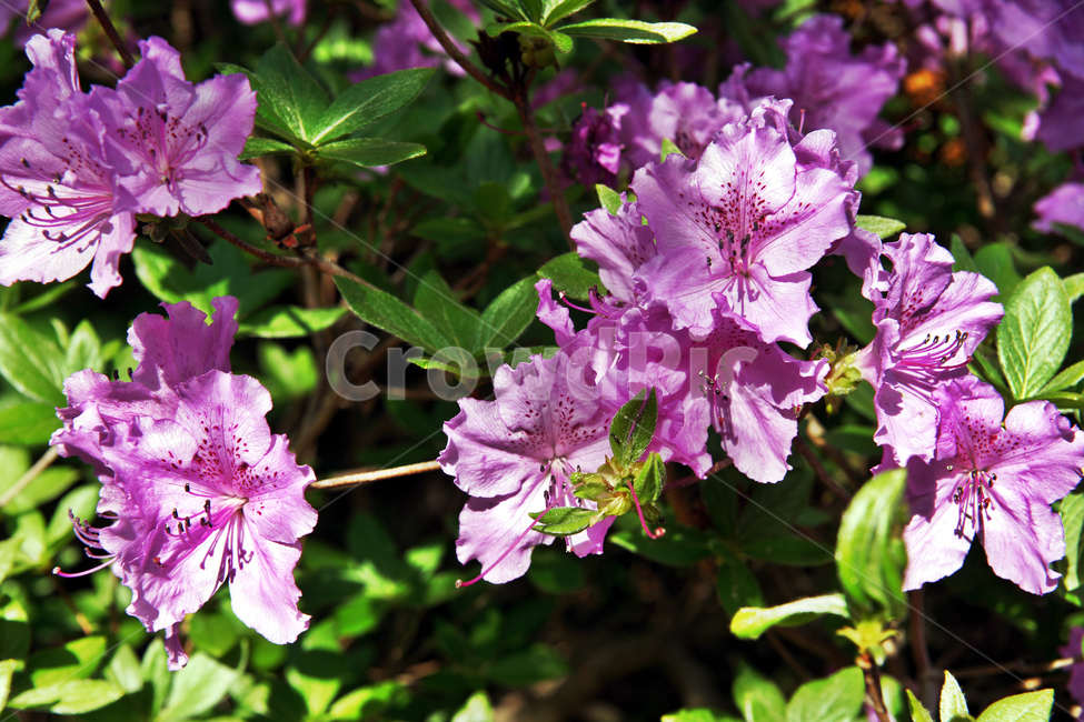 철쭉,봄,계절,식물,꽃,관상용,산철쭉,식물,자연,plants,nature,꽃,flower