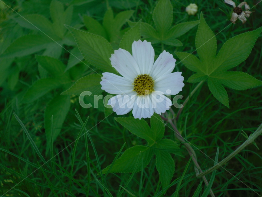 꽃,식물,여름,자연,plants,nature,계절,summer,season,flower,한송이,흰색
