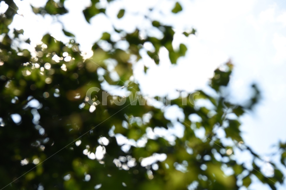 식물,나무,풍경,자연,nature,summer,여름,하늘,sky,초점,초점흐린,unfocused,unfocus,landscape,식물,자연,plants,nature