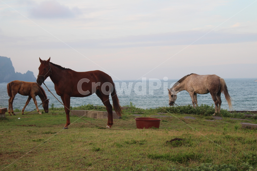 말,제주도,동물,평화,horse,jeju,동물,animal,포유류,mammal,산업,industry,industrial,목축업,목장,livestock farming,ranching,pasture