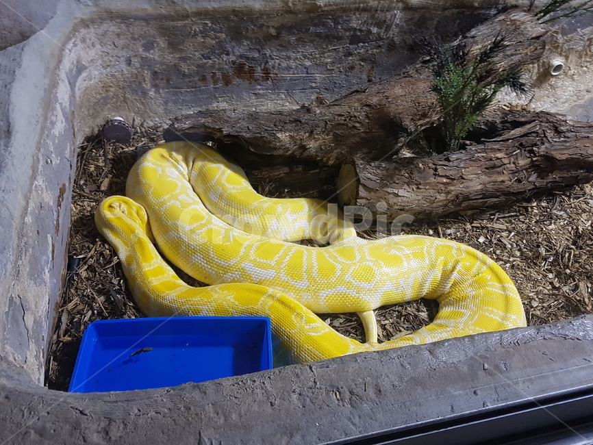 노란뱀,호주,동물원,사육장,큰뱀,동물,animal,파충류,양서류,reptile,amphibian