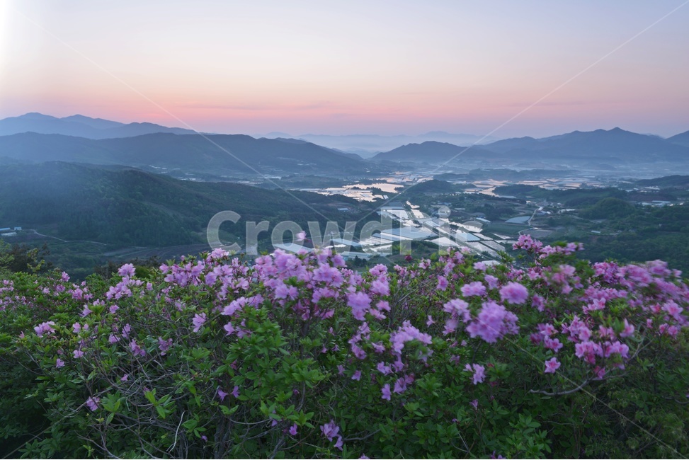 plant,식물,blossom,전북,남원,봉화산,봉화산철쭉제,철쭉,철뚝꽃,철뚝제,봉화산아침,여명,일출,해돋이,flower,꽃,flare,플레어,light,빛,sunlight,햇빛,자연,outdoors,옥외,mountain,산,mountainrange,산맥,slope,경사