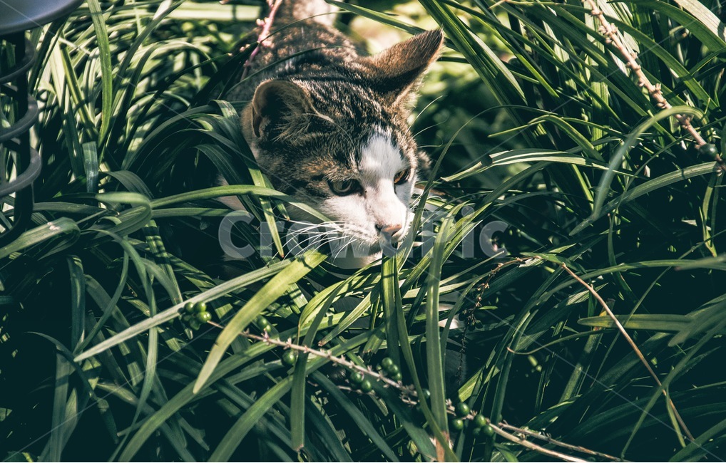 고양이,길고양이,애완동물,반려동물,길냥이,cat,진지,근엄,야생,야생고양이,동물,포유류,wild,사냥,장난,먹이,표정,눈,눈빛,감성,감정,귀여움,feeling,emotion,동물,animal,포유류,mammal,고양이,cat,kitten,kitty