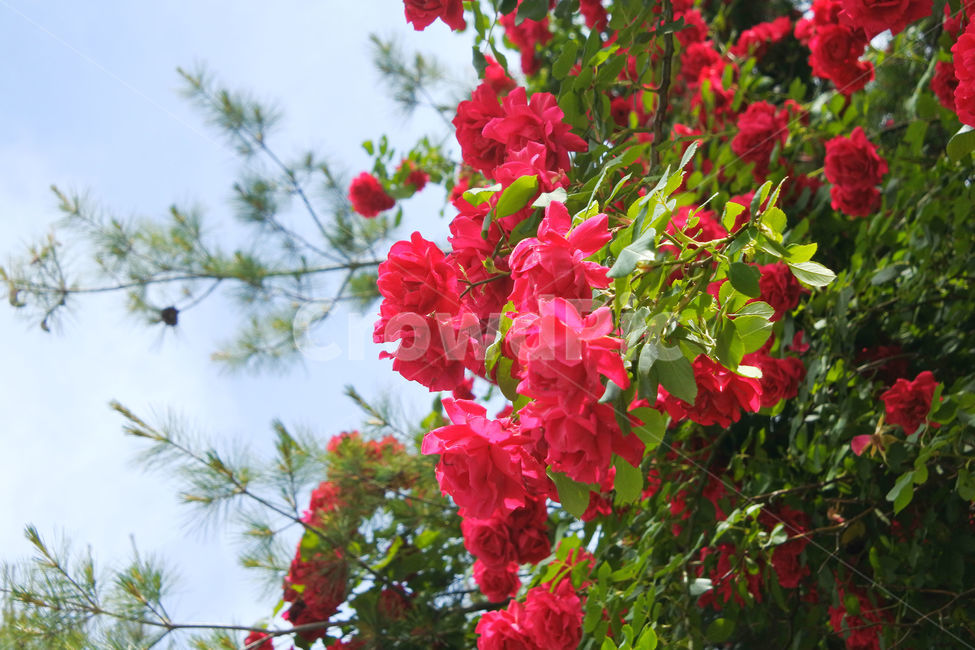 자연,장미,로즈,색감,초록,빨강,빨간색,초록색,green,red,rose