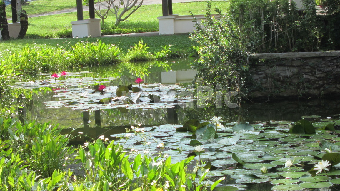 코타키나발루,말레이시아,연못,습지,식물,꽃,자연,풍경,nature,landscape,water,물,outdoors,옥외
