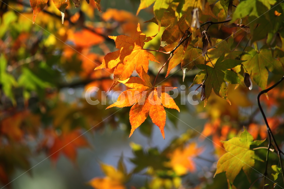 단풍,단풍나무,엽록소,가을,redleaves,가을,계절,fall,autumn,season,식물,자연,plants,nature,leaf,잎,plant,tree,나무,maple