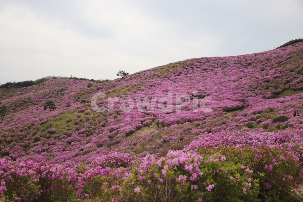 황매산,철쭉,꽃,들판,봄,계절,철쭉제,꽃축제