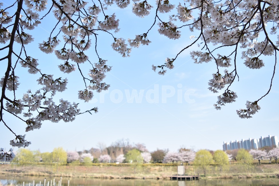 소풍,벚꽃,나들이,공원,호수공원,안산,봄,계절,spring,season,plant,식물,blossom,꽃,flower,cherry blossom