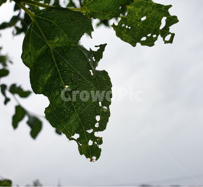 벌레먹은,이파리,구멍,자연,나뭇잎,plants,nature,식물,잎